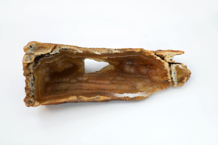 The Cave: Natural RARE Ancient Fossilized Tampa Bay Coral, 2" x 5 1/2" / Specimen, Collectible, Natural Coral, Fossilized Coral