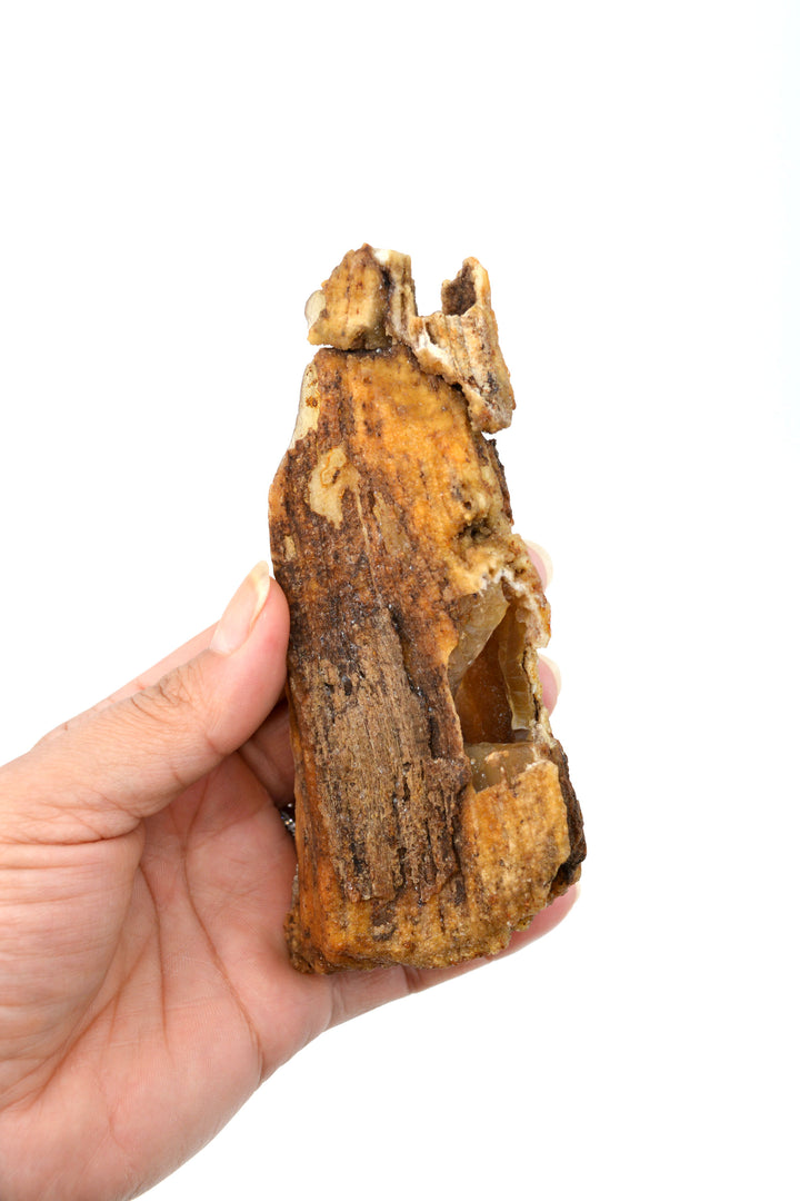 The Cave: Natural RARE Ancient Fossilized Tampa Bay Coral, 2" x 5 1/2" / Specimen, Collectible, Natural Coral, Fossilized Coral