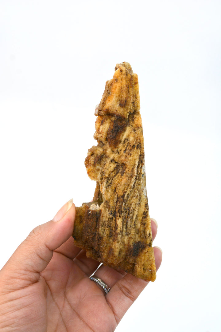 The Cave: Natural RARE Ancient Fossilized Tampa Bay Coral, 2" x 5 1/2" / Specimen, Collectible, Natural Coral, Fossilized Coral