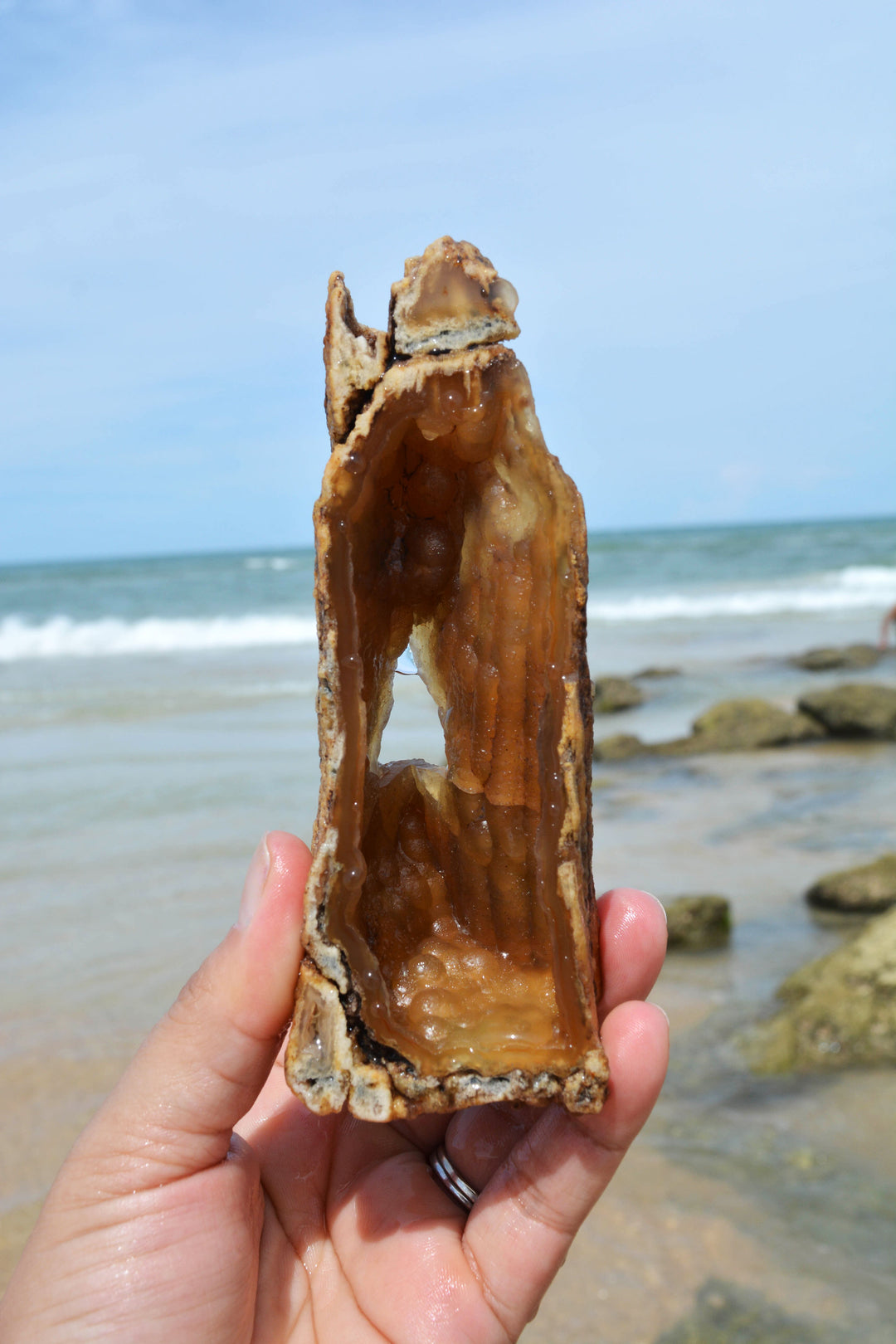 The Cave: Natural RARE Ancient Fossilized Tampa Bay Coral, 2" x 5 1/2" / Specimen, Collectible, Natural Coral, Fossilized Coral