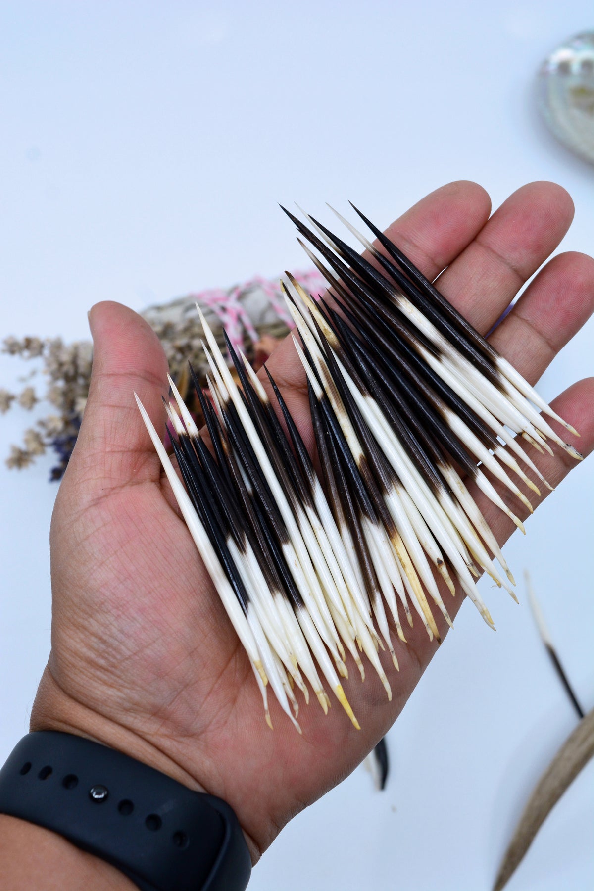 Authentic African Porcupine Quills, 2.5-3.5 long, 5 Tiny pcs