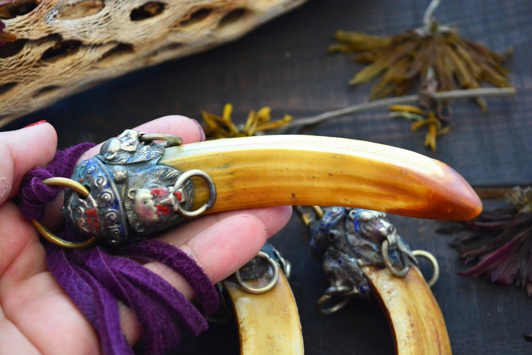 Large Boar Tusk Pendant with Adorned Wild Cat Brass Cap, 4.5", 1 pendant 