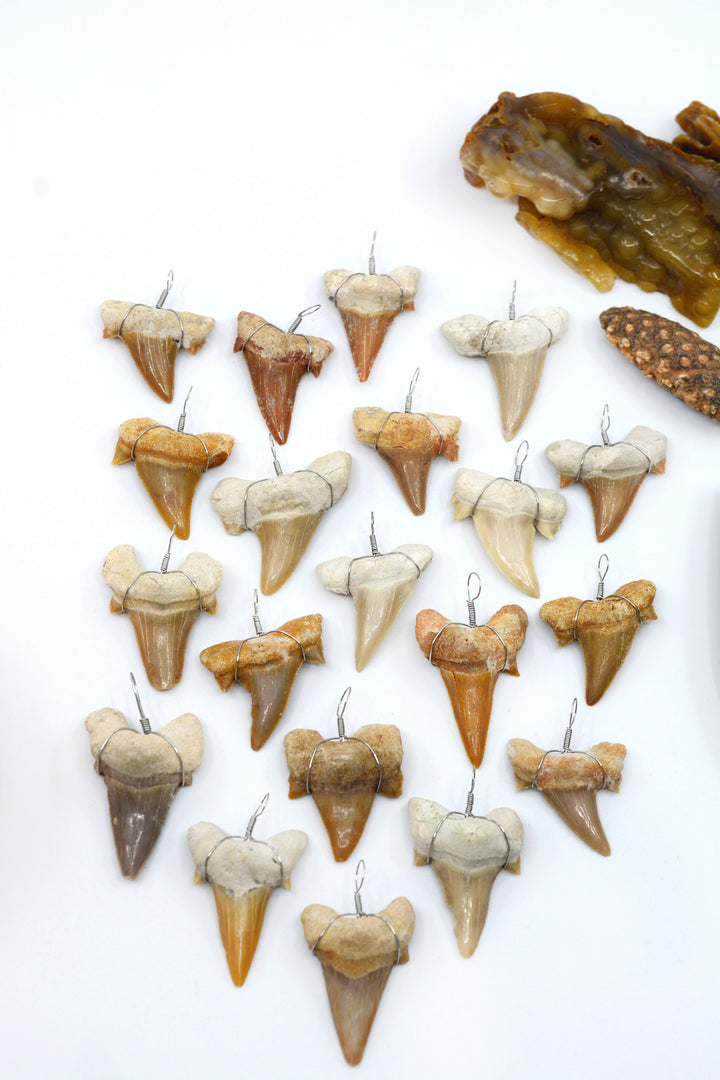 Wire Wrapped Fossil Shark Tooth Pendant – Prehistoric Otodus Obliquus Fossil from Morocco (1 Piece)