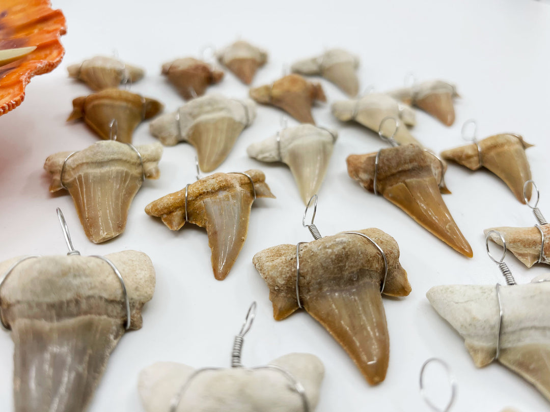 Wire Wrapped Fossil Shark Tooth Pendant – Prehistoric Otodus Obliquus Fossil from Morocco (1 Piece)