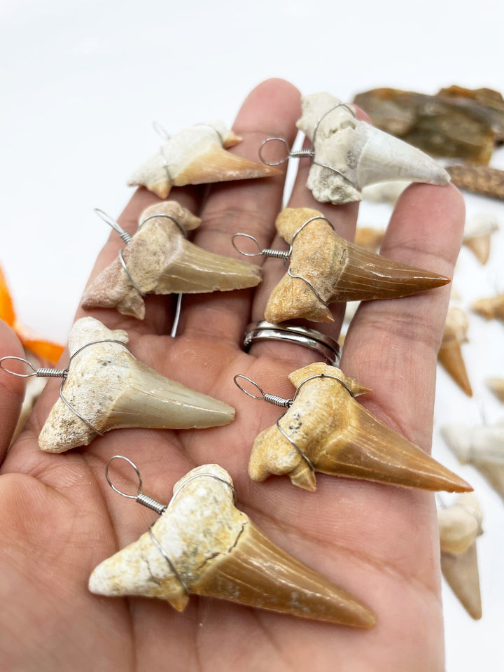Wire Wrapped Fossil Shark Tooth Pendant – Prehistoric Otodus Obliquus Fossil from Morocco (1 Piece)