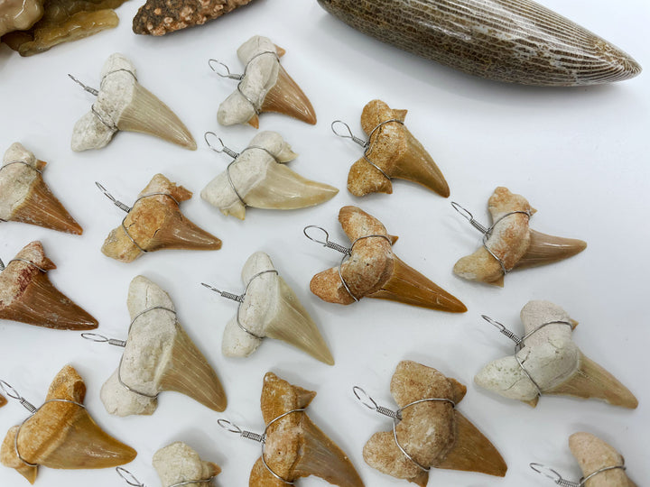 Wire Wrapped Fossil Shark Tooth Pendant – Prehistoric Otodus Obliquus Fossil from Morocco (1 Piece)