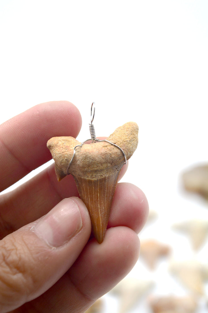 Wire Wrapped Fossil Shark Tooth Pendant – Prehistoric Otodus Obliquus Fossil from Morocco (1 Piece)