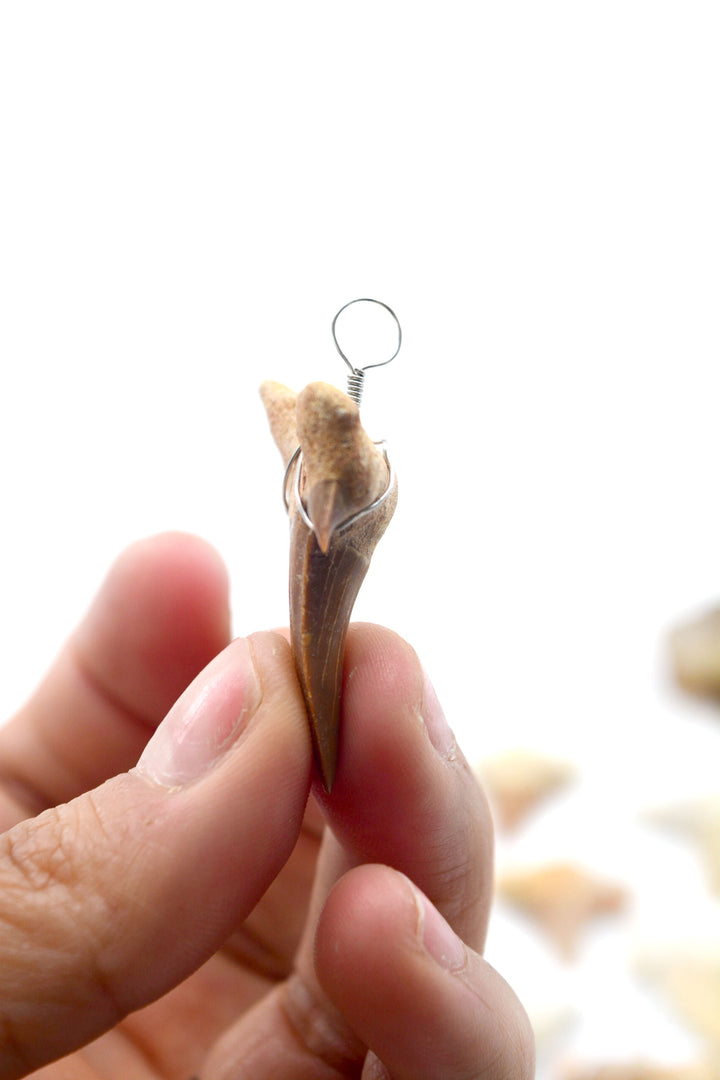 Wire Wrapped Fossil Shark Tooth Pendant – Prehistoric Otodus Obliquus Fossil from Morocco (1 Piece)