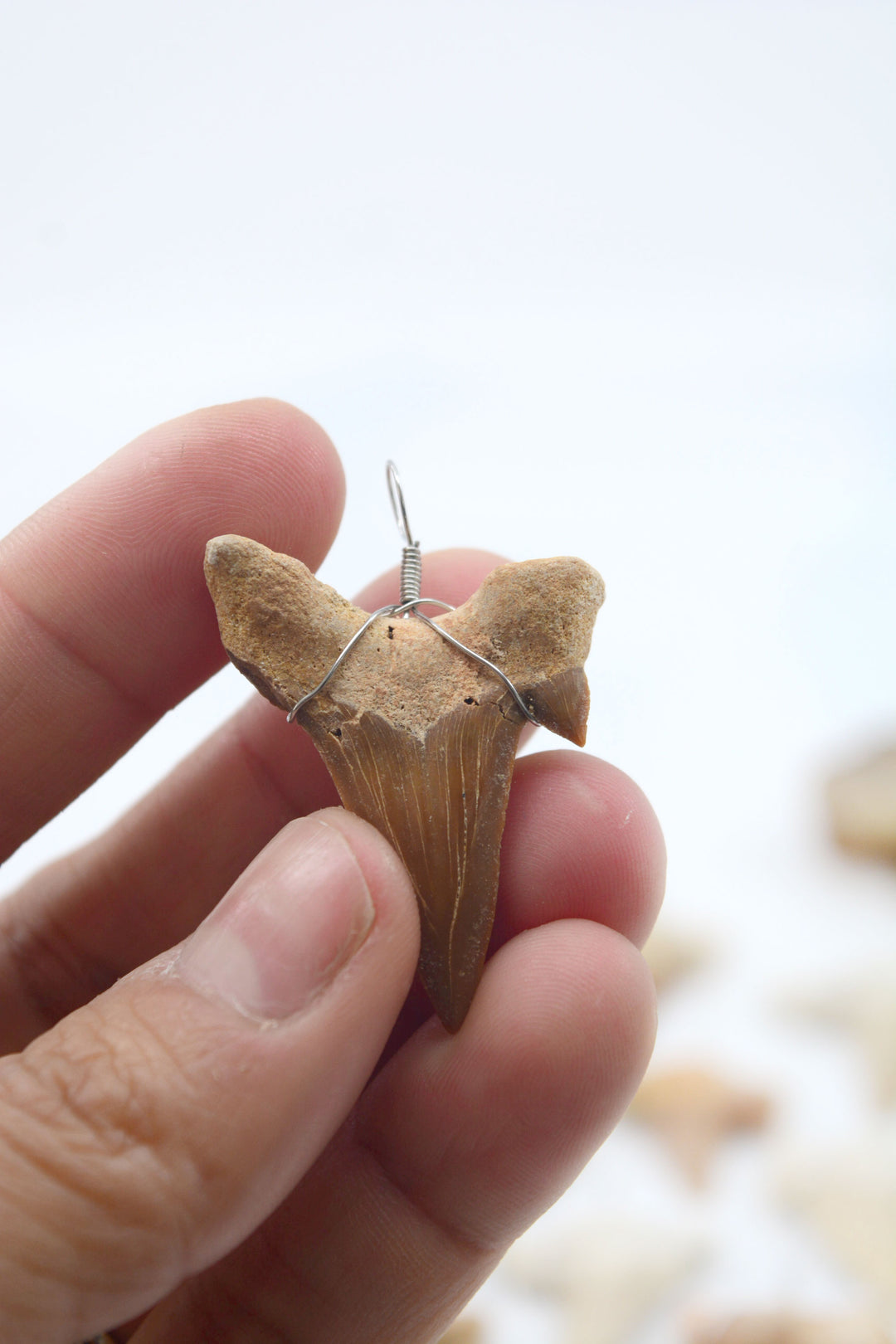 Wire Wrapped Fossil Shark Tooth Pendant – Prehistoric Otodus Obliquus Fossil from Morocco (1 Piece)