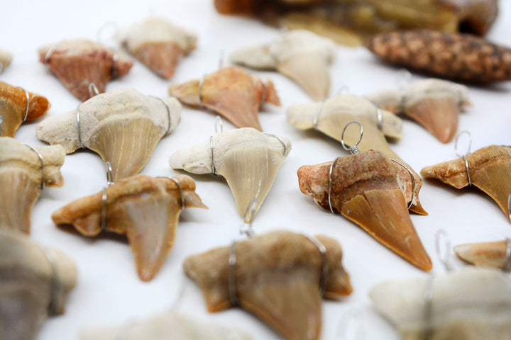Wire Wrapped Fossil Shark Tooth Pendant – Prehistoric Otodus Obliquus Fossil from Morocco (1 Piece)
