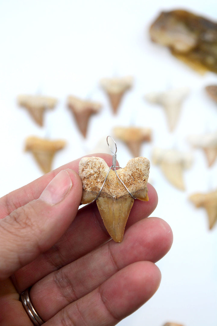 Wire Wrapped Fossil Shark Tooth Pendant – Prehistoric Otodus Obliquus Fossil from Morocco (1 Piece)