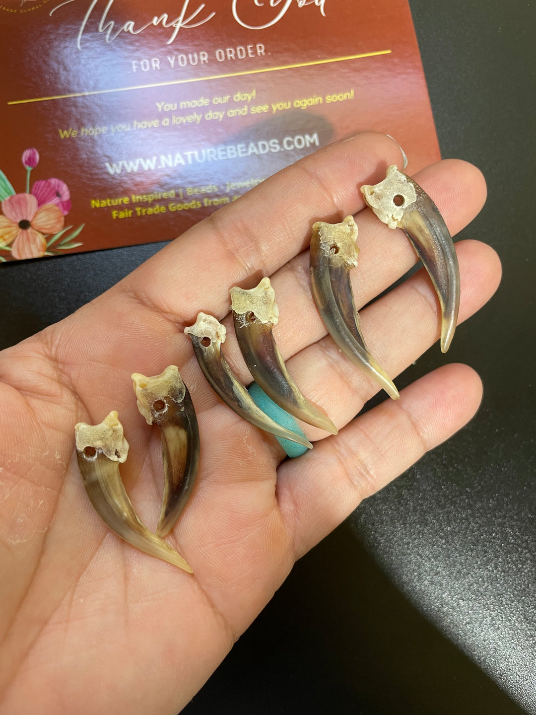 Badger Claw: 4pcs of Real Badger Claws, No Holes, 30-45mm